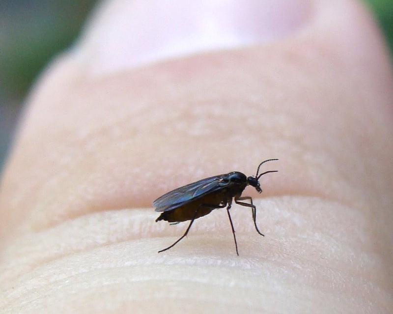Tips on Dealing with Black Flies